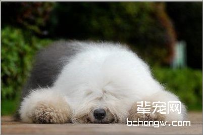冬季护理英国古牧毛发的技巧