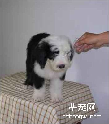 为英国古代牧羊犬做美容