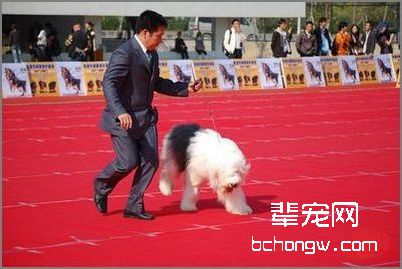 英国古代牧羊犬的美容方法
