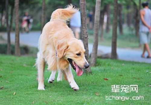 给宠物狗狗梳毛时应注意的事项