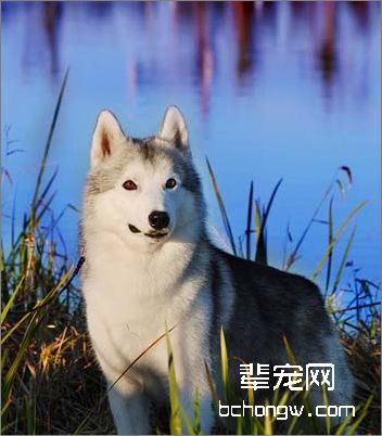 哈士奇牙齿与趾甲的美容护理