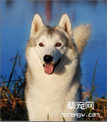 如何让哈士奇变得漂亮点？