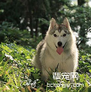 您的狗狗是否适合剃毛？