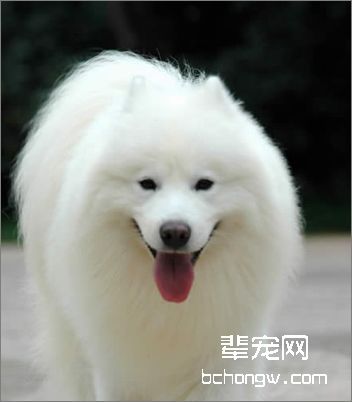 萨摩耶犬的日常护理知识