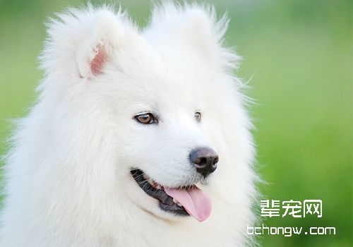 不可忽视狗美容4基本部位