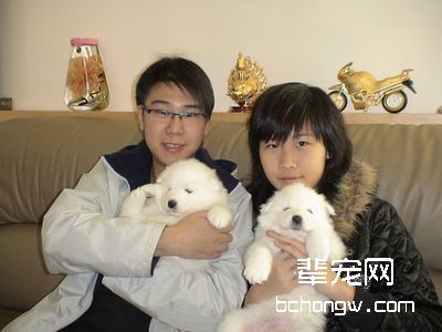 教您给萨摩耶科学洗澡的方法