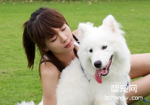 纯白天使萨摩耶的美容护理
