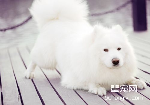 支招：狗皮屑去除6大秘诀