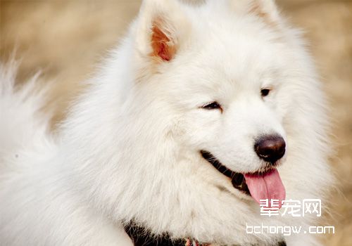 如何驱除家中宠物犬的异味