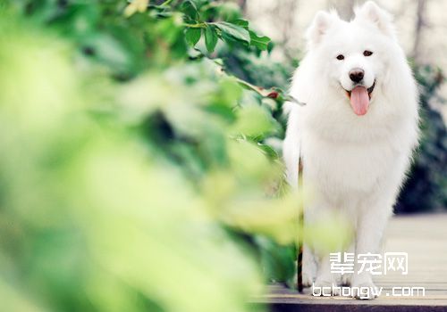 长毛犬美毛的三个重要方面
