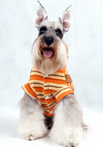 比特犬战后如何进行药物护理