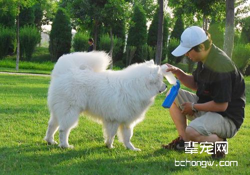 萨摩耶美容护理指南七步骤