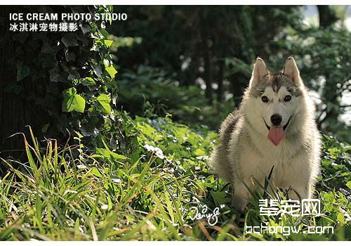 剃毛与否根据狗狗状况而定