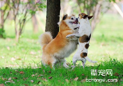 家庭简易除犬毛的四大工具