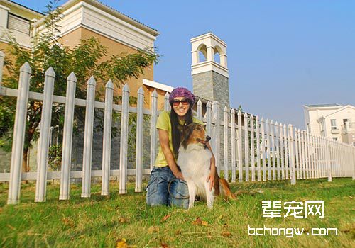 狗狗尾巴摆动含义及其功能