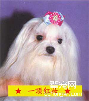 快看快看，狗狗好漂亮（二）