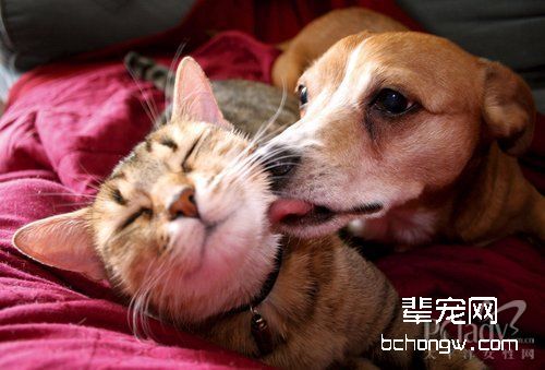 让猫狗和谐共处的技巧