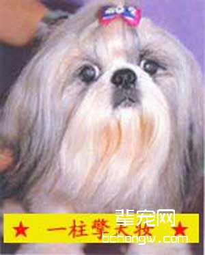 快看快看，狗狗好漂亮（一）