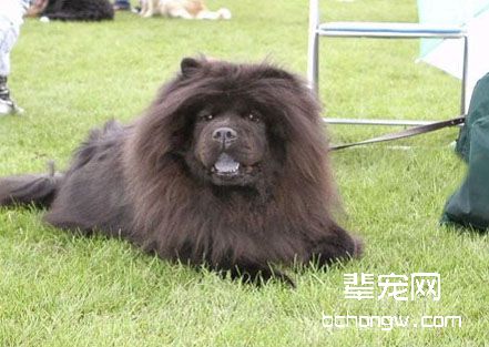 什么是松狮犬