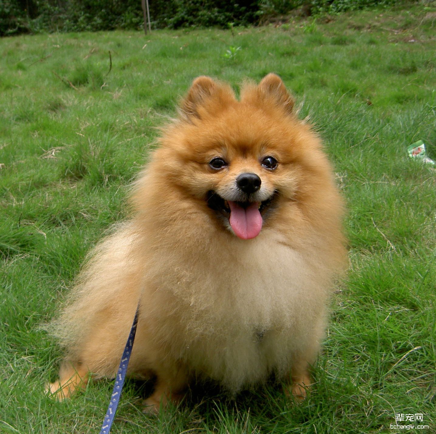 什么是博美犬