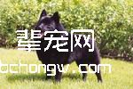 什么是西帕凯犬