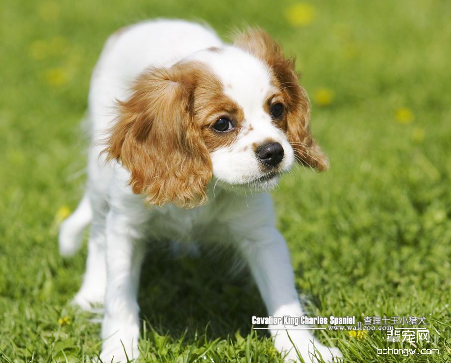 什么是查理士王猎犬
