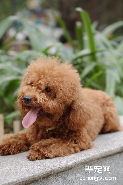什么是贵宾犬