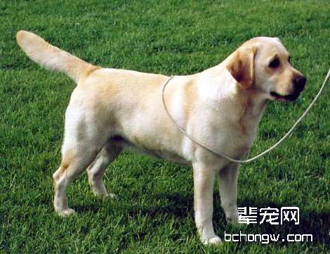 什么是拉布拉多猎犬
