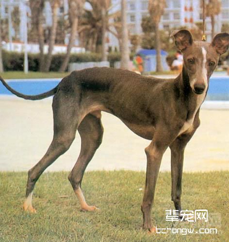 什么是灵缇犬