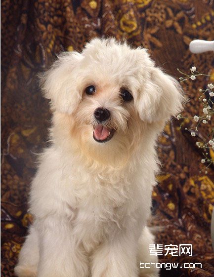 什么是玛尔济斯犬