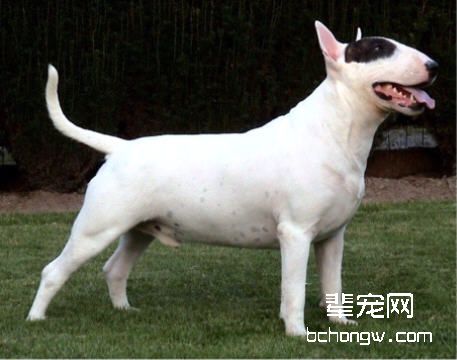 测试：选择狗狗测试性格（题）
