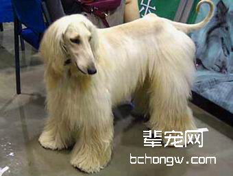 专业宠物美容护理知识