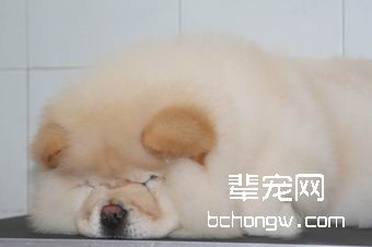 犬的美容（剪毛方法）