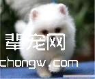 给你的狗狗梳毛