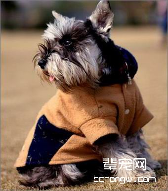 爱犬美容的专业技巧知识集锦