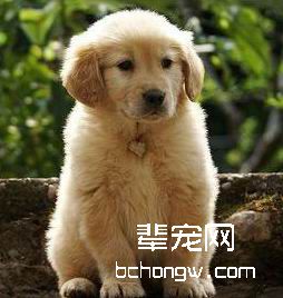 狗狗的秋季养护中的要点