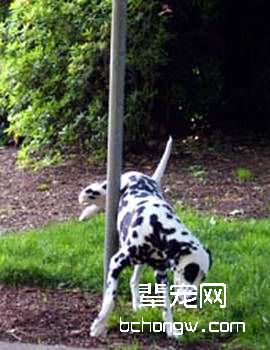 狗为何提着后腿撒尿(图)
