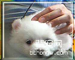 狗狗皮屑全攻略(图)
