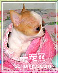 给狗洗澡有讲究(图)