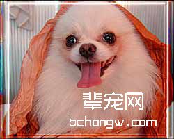 狗狗美容　做个颜色美人