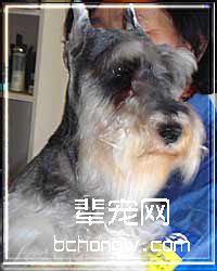 迷你雪那瑞美容漫谈(图)