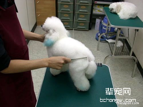 贵妇犬的基础美容护理法