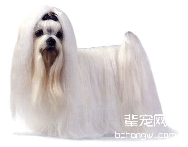 马尔济斯犬的美容护理(图)