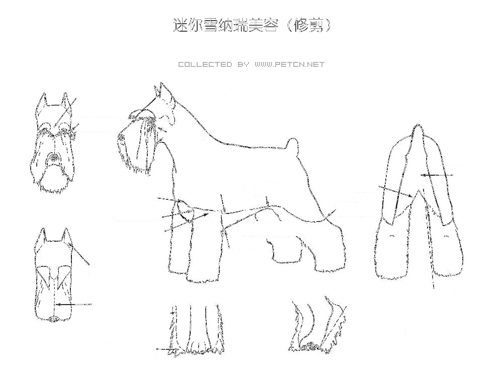 雪纳瑞的美容（图）—犬美容