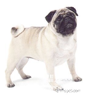 巴哥犬的美容护理方法(图)