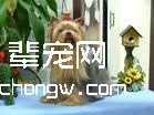 约克夏犬的美容要点(图)