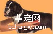 如何梳理毛发光滑的狗(图)