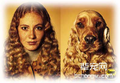 爱犬的性格会越养越随你（图）