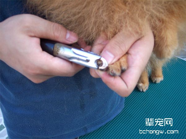 博美犬犬只护理