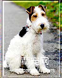 猎狐梗的清洁美容（推荐）